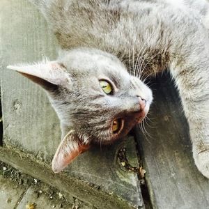 Meet your Posher, Kayliana